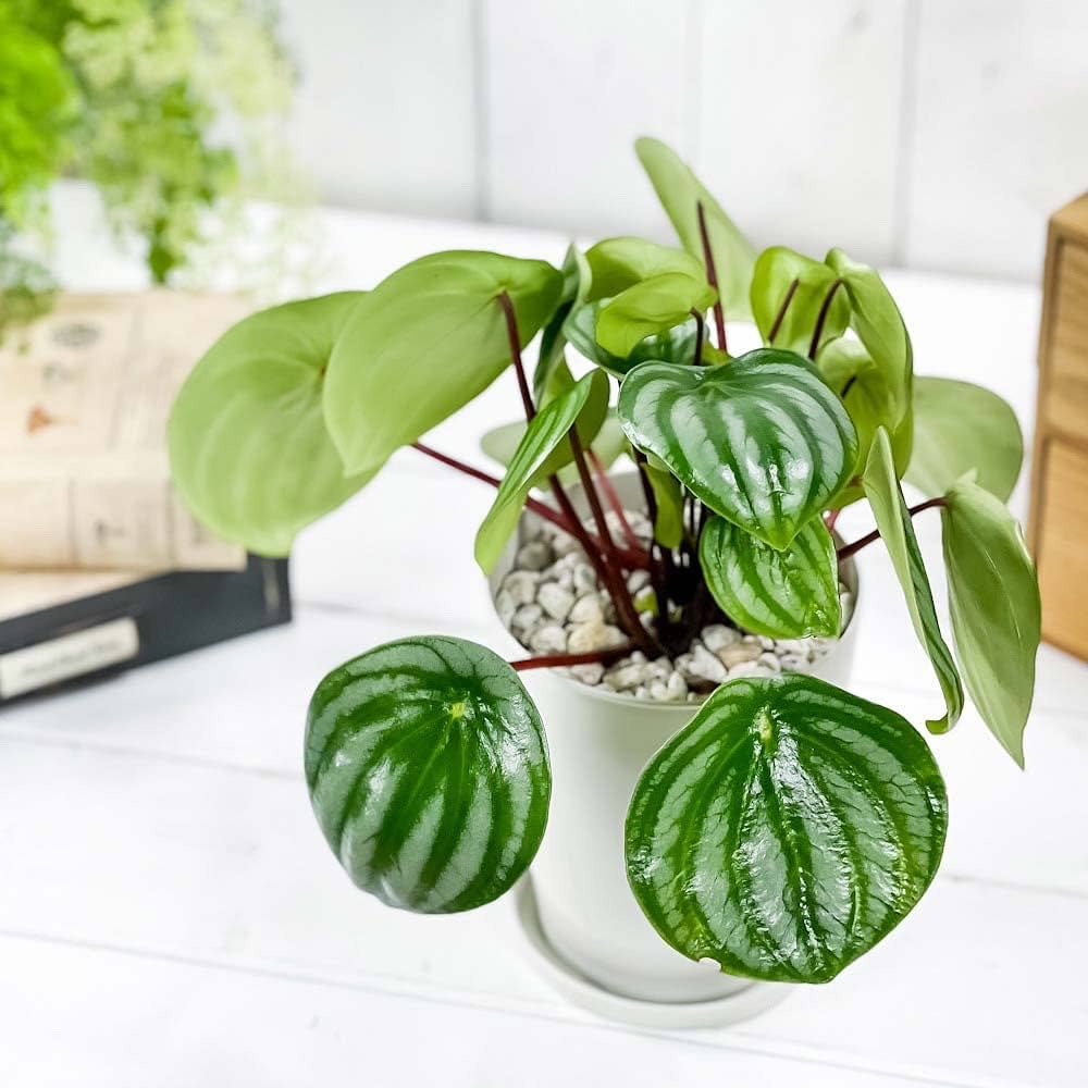 Peperomia argyreia variegated/スイカ ペペロニア④